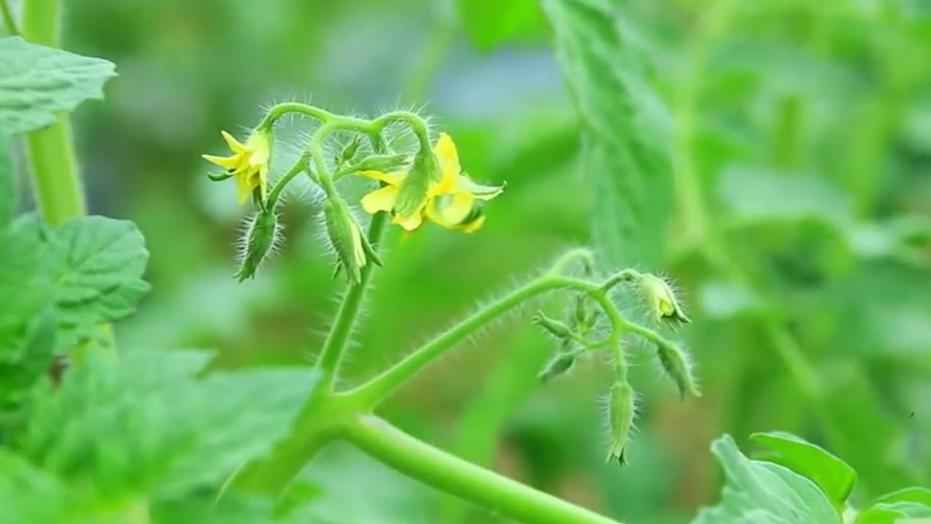 該死的“重茬”怎么辦？來看看咋解決