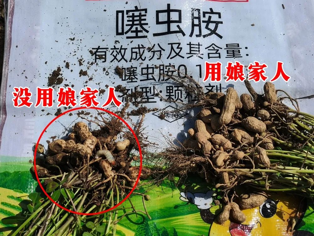 花生要高產(chǎn)，施肥很重要！娘家人花生藥肥，花生增產(chǎn)好助手！