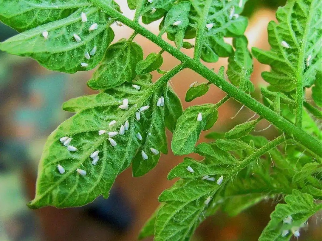 白粉虱打不干凈？教你打！