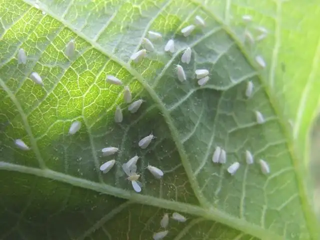 白粉虱，推薦五種防治方法！